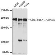 Western blot analysis of extracts of various cell lines using CD11a/LFA-1A/CD11a/LFA-1A/ITGAL Antibody (1/1000 dilution).