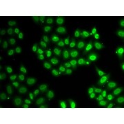 Immunofluorescence analysis of U2OS cells using EWSR1 Antibody