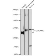 Western blot analysis of extracts of various cell lines using CEACAM1 Antibody (1/1000 dilution).