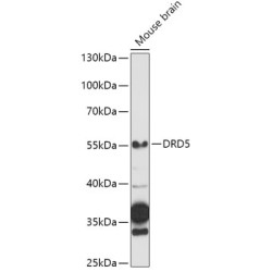 Dopamine Receptor D5 (DRD5) Antibody