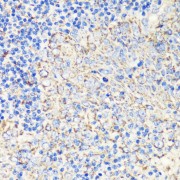 Immunohistochemistry of paraffin-embedded Human tonsil using FKBP1A Antibody (1/200 dilution, 40x lens).