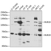 Western blot analysis of extracts of various cell lines using BUB1B Antibody (1/1000 dilution).