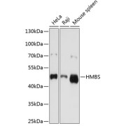 Western blot analysis of extracts of various cell lines using HMBS Antibody (1/1000 dilution).