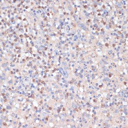 Cluster of Differentiation 82 (CD82) Antibody