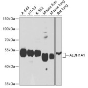 Western blot analysis of extracts of various cell lines using ALDH1A1 Antibody (1/1000 dilution).