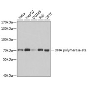 Western blot analysis of extracts of various cell lines using DNA polymerase eta Antibody (1/1000 dilution).