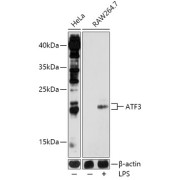 Western blot analysis of extracts of various cell lines using ATF3 Antibody (1/1000 dilution). Raw264.7 cells were treated by LPS (1 μg/mL) at 37℃ for 8 hours.