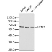 Western blot analysis of extracts of various cell lines using U2AF2 Antibody (1/1000 dilution).