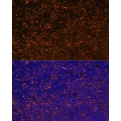 CD27 Antigen / TNFRSF7 (CD27) Antibody