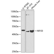 Western blot analysis of extracts of various cell lines using NR1I3 Antibody (1/1000 dilution).