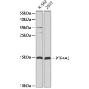 Western blot analysis of extracts of various cell lines using PTP4A3 Antibody (1/1000 dilution).