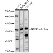 Western blot analysis of extracts of various cell lines using NCF4/p40-phox Antibody (1/1000 dilution).