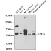 Western blot analysis of extracts of various cell lines using PDE1B Antibody (1/500 dilution).