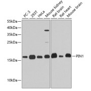 Western blot analysis of extracts of various cell lines using PIN1 Antibody (1/1000 dilution).