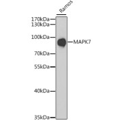 Western blot analysis of extracts of Ramos cells using MAPK7 Antibody (1/1000 dilution).