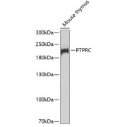 Western blot analysis of extracts of Mouse thymus using PTPRC Antibody (1/1000 dilution).