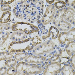 Receptor-Type Tyrosine-Protein Phosphatase C / CD45 (PTPRC) Antibody