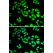 Immunofluorescence analysis of HeLa cells using CUL1 Antibody