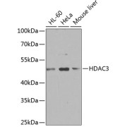 Western blot analysis of extracts of various cell lines using HDAC3 Antibody (1/1000 dilution).