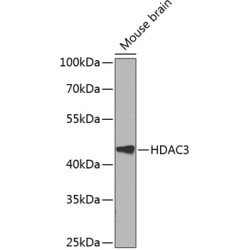 Histone Deacetylase 3 (HDAC3) Antibody