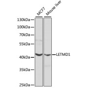 Western blot analysis of extracts of various cell lines using LETMD1 Antibody (1/1000 dilution).