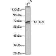 Western blot analysis of extracts of PC-3 cells using KBTBD3 Antibody.