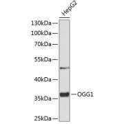 Western blot analysis of extracts of HepG2 cells using OGG1 Antibody (1/1000 dilution).