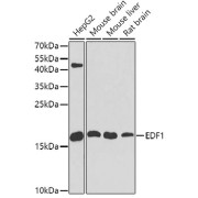 Western blot analysis of extracts of various cell lines using EDF1 Antibody (1/1000 dilution).