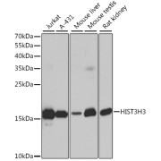 Western blot analysis of extracts of Rat lung using Histone H3 Antibody (1/1000 dilution).