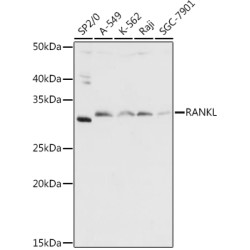 Tumor Necrosis Factor Ligand Superfamily Member 11 / RANKL (TNFSF11) Antibody