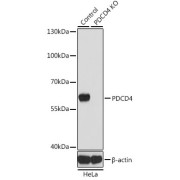 Western blot analysis of extracts from normal (control) and PDCD4 knockout (KO) HeLa cells using PDCD4 Antibody (1/1000 dilution).