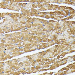 Heat Shock Protein 75 kDa , Mitochondrial (TRAP1) Antibody