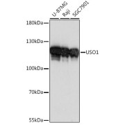 Western blot analysis of extracts of various cell lines using USO1 Antibody (1/1000 dilution).