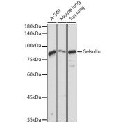 Western blot analysis of extracts of various cell lines using Gelsolin Antibody (1/1000 dilution).