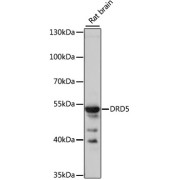 Western blot analysis of extracts of rat brain using DRD5 Antibody (1/1000 dilution).