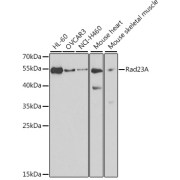 Western blot analysis of extracts of various cell lines using Rad23A Antibody (1/1000 dilution).