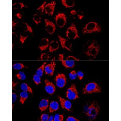 Leucine Rich PPR Motif Containing Protein (LRPPRC) Antibody