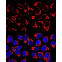 Leucine Rich PPR Motif Containing Protein (LRPPRC) Antibody