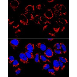 Leucine Rich PPR Motif Containing Protein (LRPPRC) Antibody