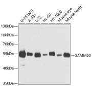 Western blot analysis of extracts of various cell lines using SAMM50 Antibody (1/1000 dilution).