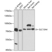 Western blot analysis of extracts of various cell lines using SLC13A4 Antibody (1/3000 dilution).