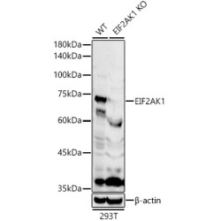 Eukaryotic Translation Initiation Factor 2 Alpha Kinase 1 (EIF2AK1) Antibody