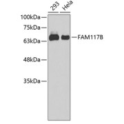 Western blot analysis of extracts of various cell lines using FAM117B Antibody.