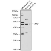 Western blot analysis of extracts of various cell lines using c-Maf Antibody (1/3000 dilution).