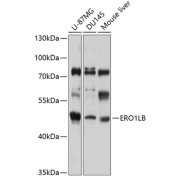 Western blot analysis of extracts of various cell lines using ERO1LB Antibody (1/1000 dilution).