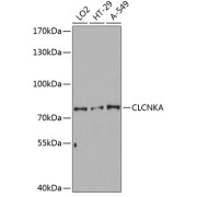 Western blot analysis of extracts of various cell lines using CLCNKA Antibody (1/3000 dilution).