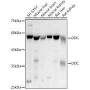 Western blot analysis of extracts of various cell lines using DDC Antibody (1/500 dilution).