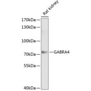 Western blot analysis of extracts of rat kidney using GABRA4 Antibody (1/1000 dilution).