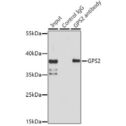 G Protein Pathway Suppressor 2 (GPS2) Antibody