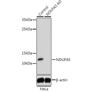 Western blot analysis of extracts from normal (control) and NDUFA5 knockout (KO) HeLa cells using NDUFA5 Antibody (1/1000 dilution).